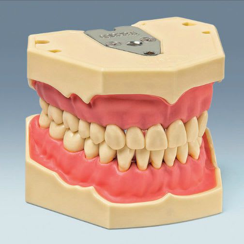 Denture anatomical model AG-3 frasaco