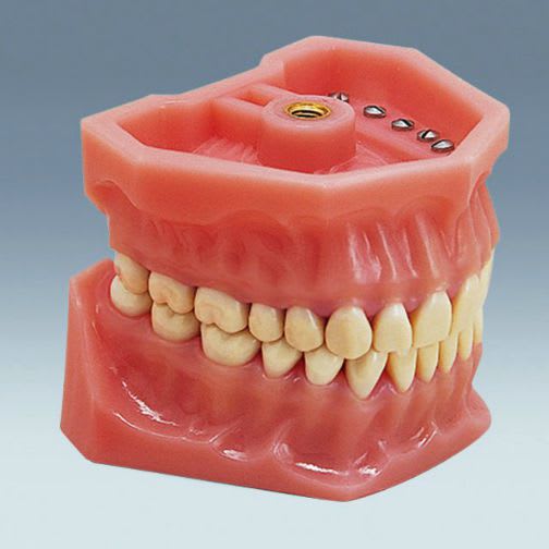 Denture anatomical model A-3 frasaco