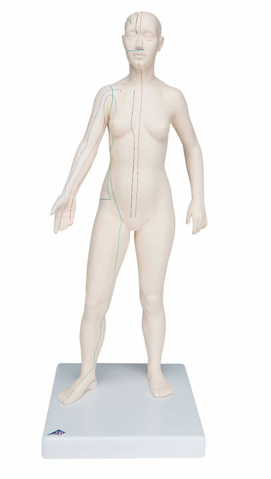 Nurse care training manikin N31 3B Scientific