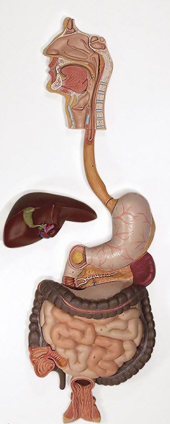 Digestive system anatomical model K20 3B Scientific