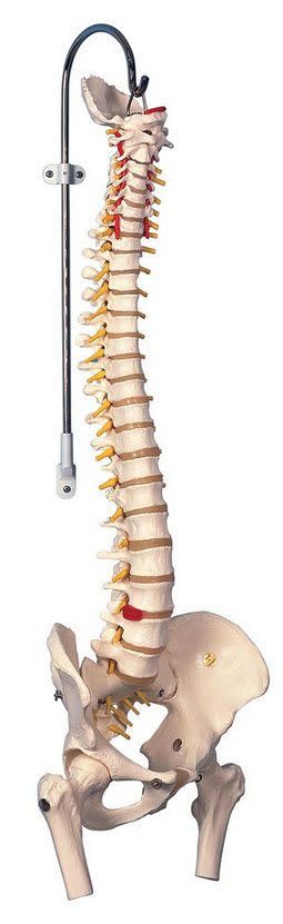 Vetebral column anatomical model / flexible A59/2 3B Scientific