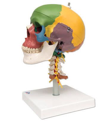 Skull anatomical model / articulated A20/2 3B Scientific