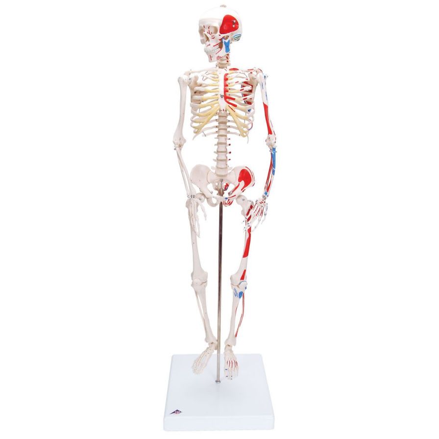 Skeleton anatomical model / miniature A18/5 3B Scientific