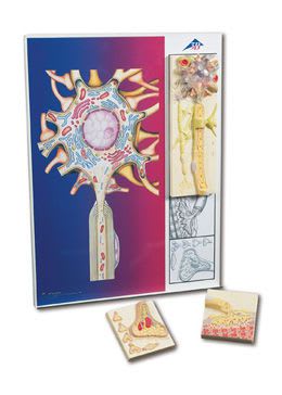 Neuron anatomical model C40/1 3B Scientific