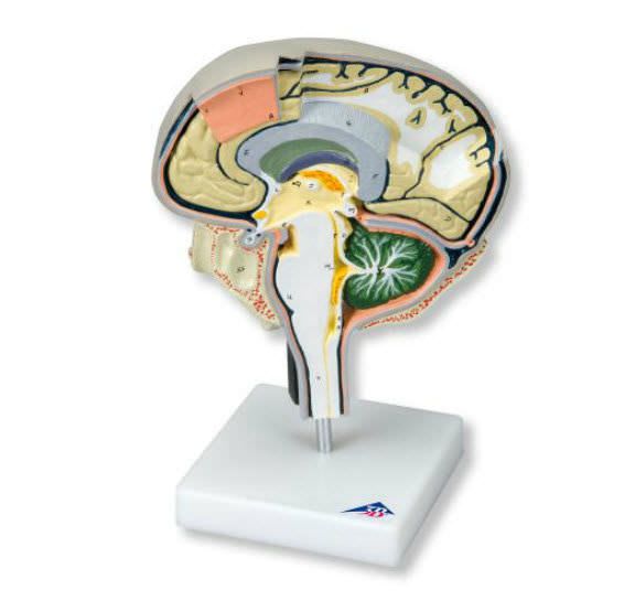 Brain anatomical model W19026 3B Scientific