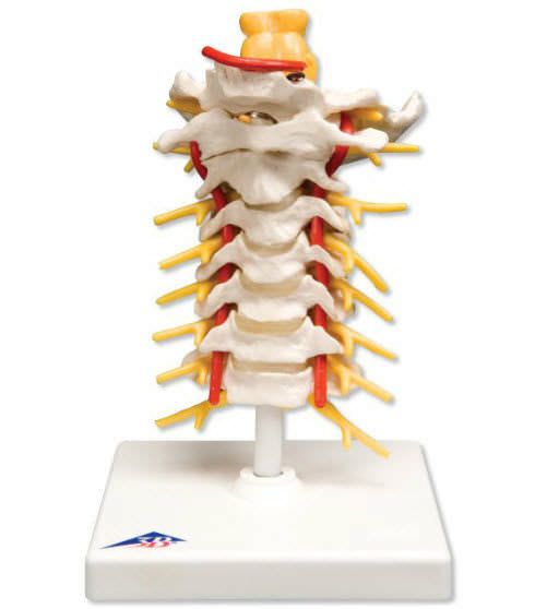 Cervical vertebra anatomical model A72 3B Scientific