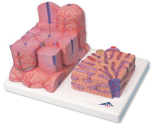 Liver anatomical model K24 3B Scientific