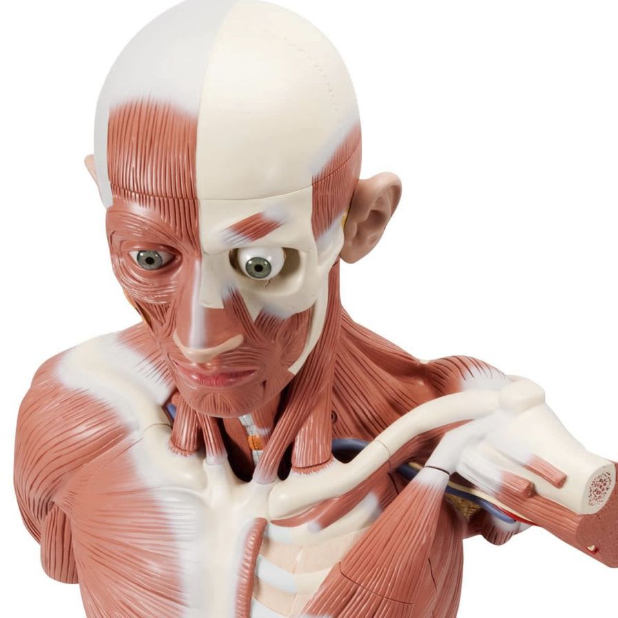 Muscular anatomical model / male VA01 3B Scientific