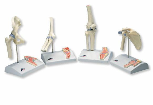 Joints anatomical model / knee / miniature A85/1 3B Scientific