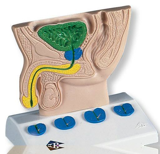 Prostate anatomical model K40 3B Scientific