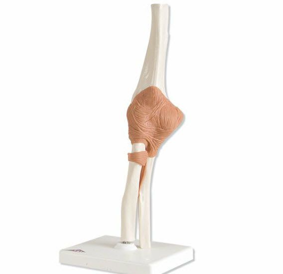 Elbow anatomical model / joints A83 3B Scientific