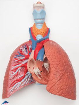 Lung anatomical model / larynx VC243 3B Scientific