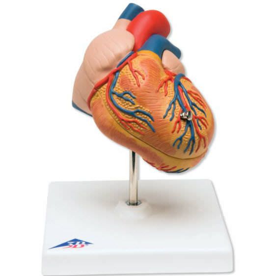 Anatomical model G04 3B Scientific