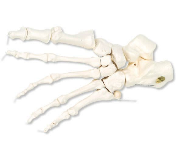 Skeleton anatomical model / foot A30/2L 3B Scientific