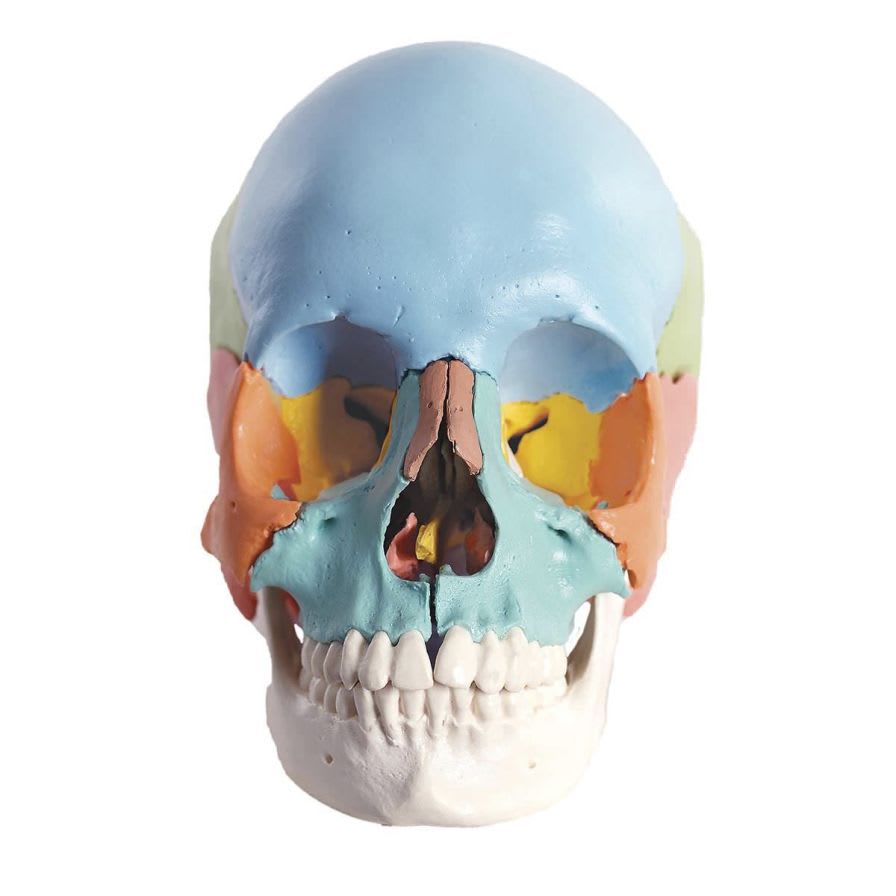 Skull anatomical model / articulated A291 3B Scientific