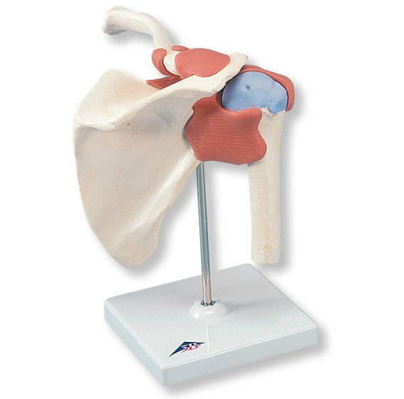 Joints anatomical model / hip A81/1 3B Scientific