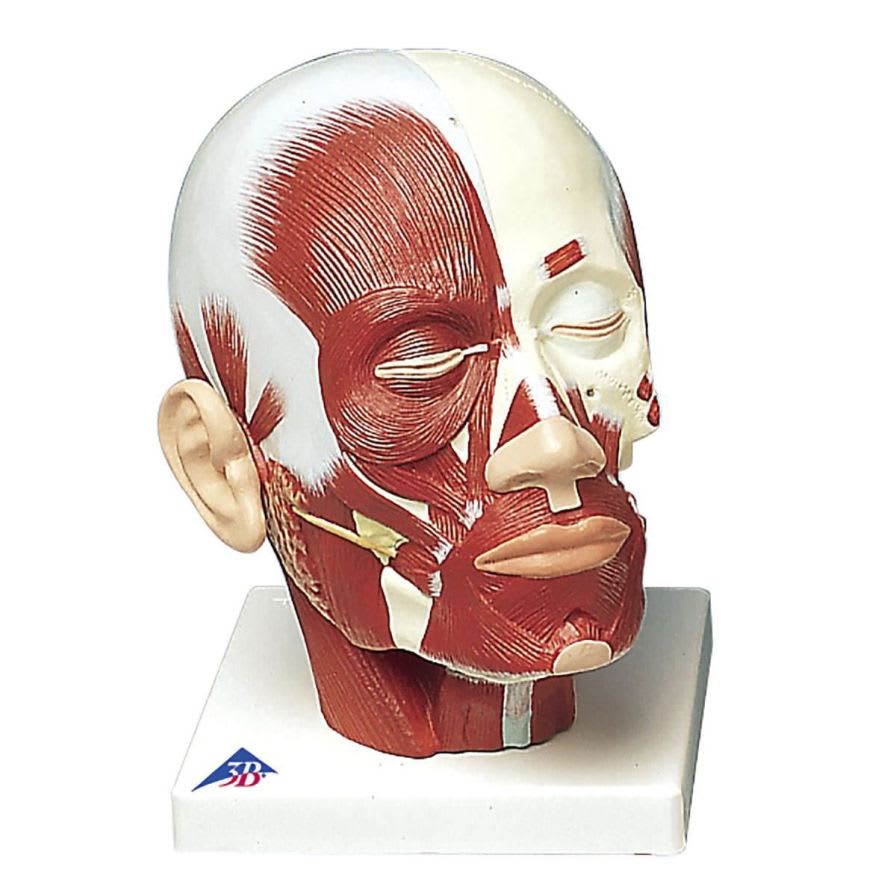 Muscular anatomical model VB127 3B Scientific