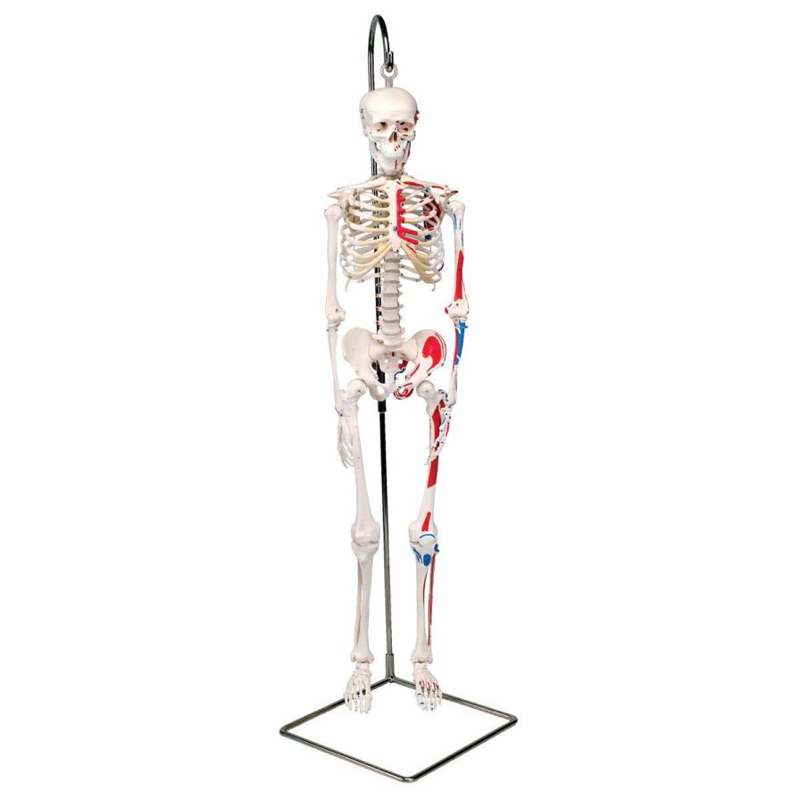 Skeleton anatomical model / miniature Shorty A18/6 3B Scientific