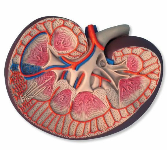 Kidney anatomical model K09 3B Scientific