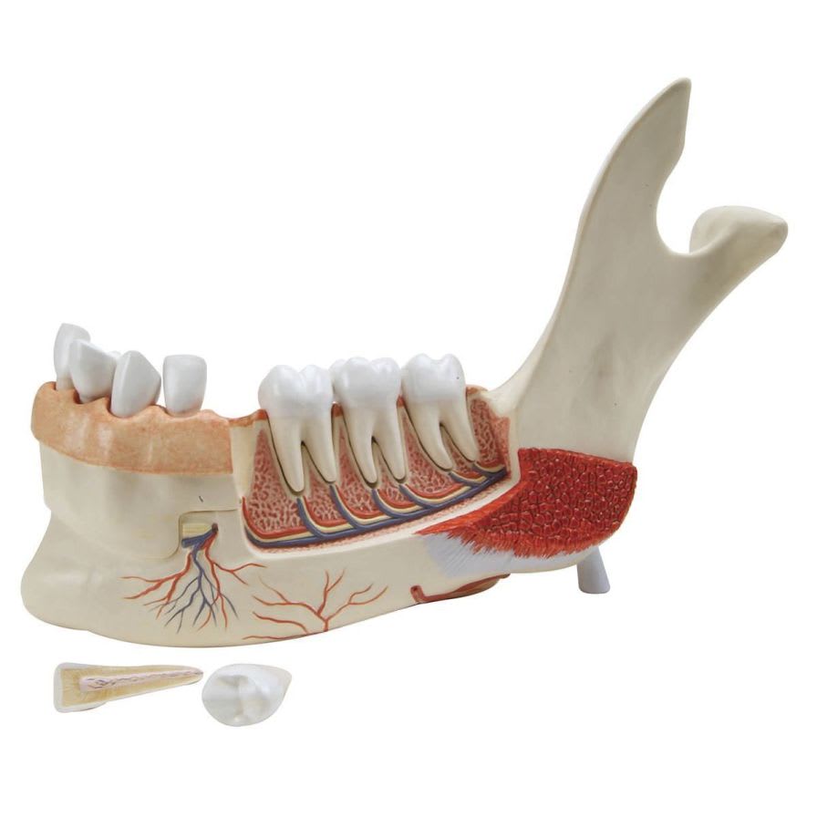 Mandible anatomical model VE287 3B Scientific