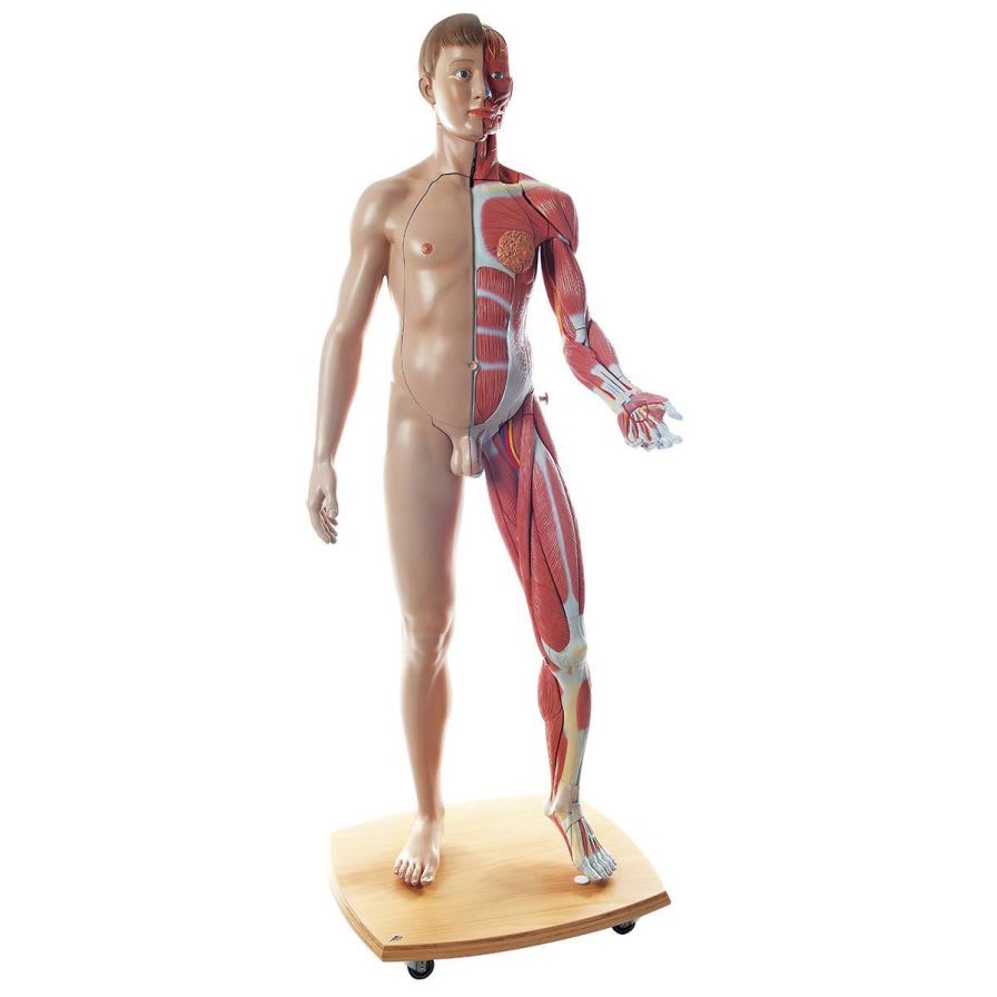 Muscular anatomical model / dual-sex B53 3B Scientific