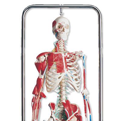 Skeleton anatomical model / articulated / with muscle marking W47000 3B Scientific