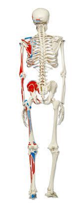 Skeleton anatomical model / articulated A11 - Max 3B Scientific