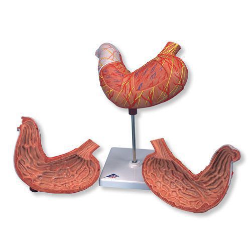 Stomach anatomical model K15 3B Scientific