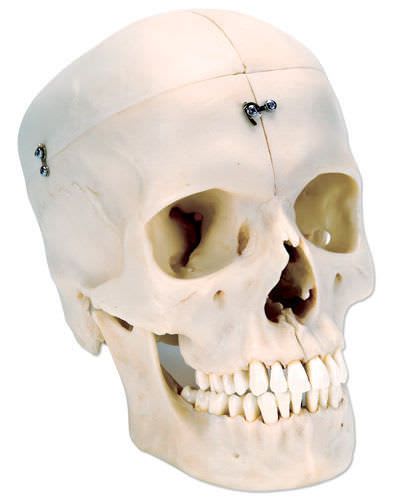 Skull anatomical model / articulated A281 3B Scientific