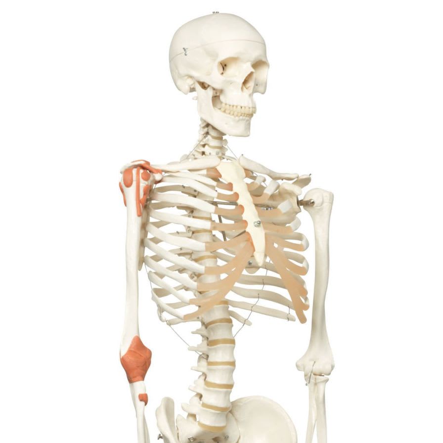 Skeleton anatomical model / articulated Leo A12 3B Scientific