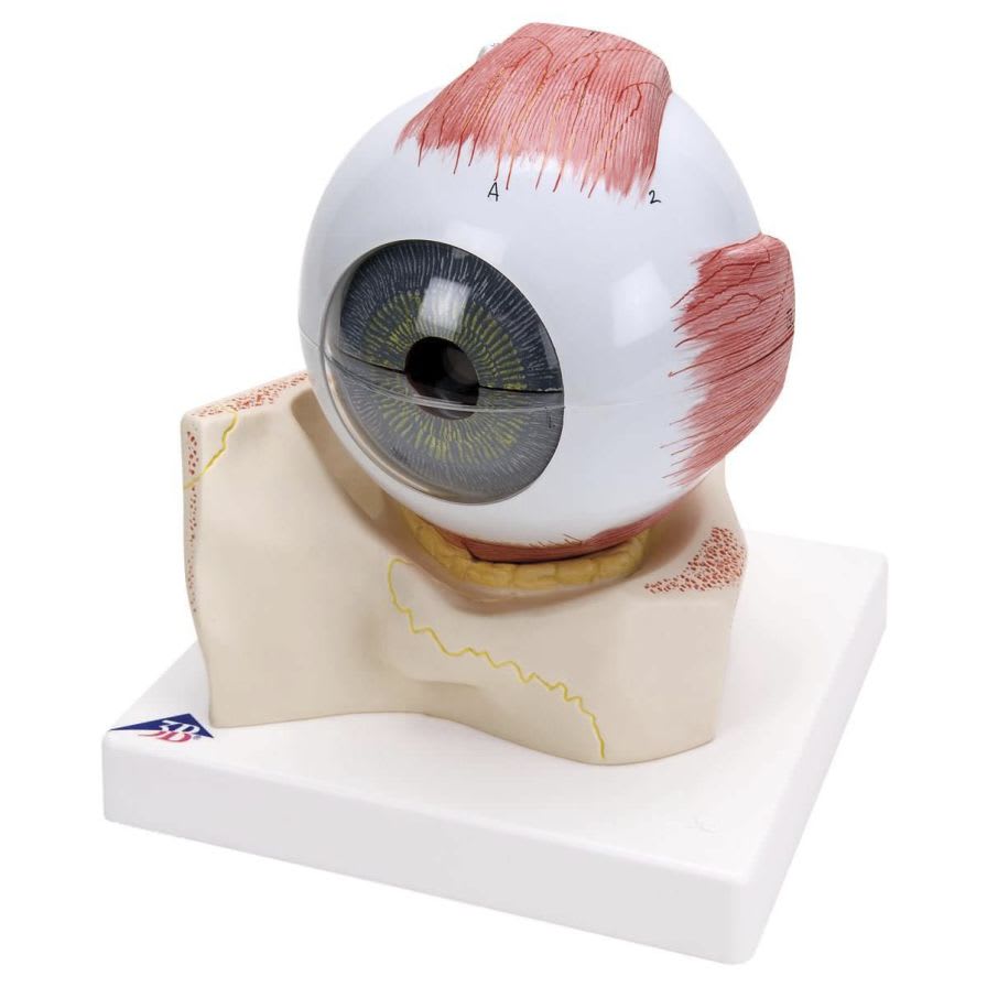 Eye anatomical model F11 3B Scientific