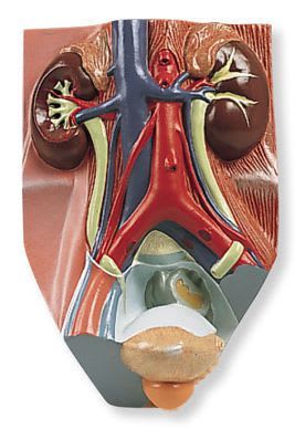 Urinary system anatomical model / male VF325 3B Scientific