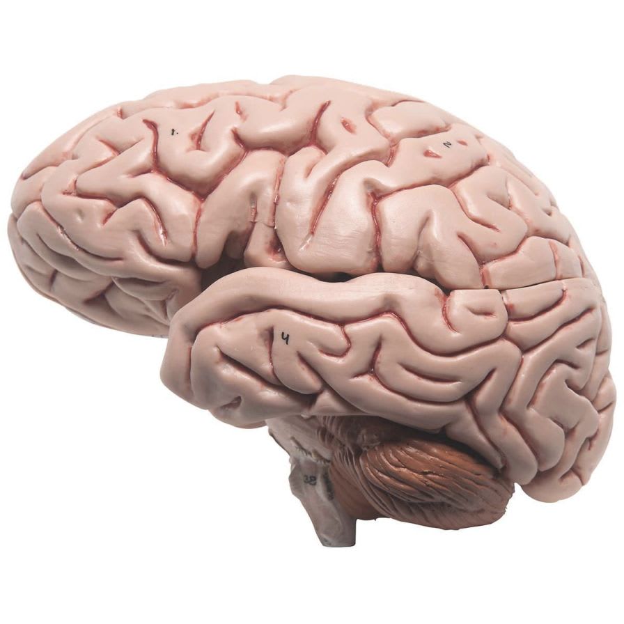 Brain anatomical model C18 3B Scientific