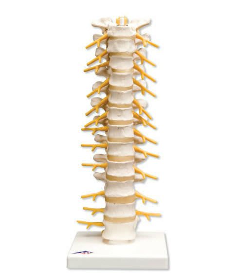 Thoracic vertebra anatomical model A73 3B Scientific