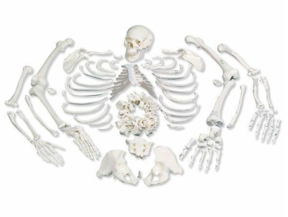 Skeleton anatomical model / disarticulated A05/1 3B Scientific