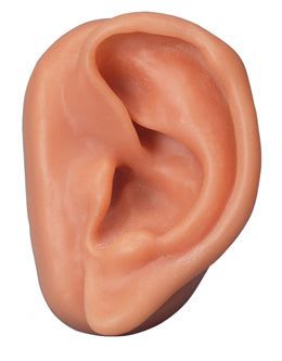 Ear anatomical model / acupuncture N15/1L 3B Scientific