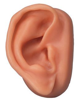Ear anatomical model / acupuncture N15/1R 3B Scientific