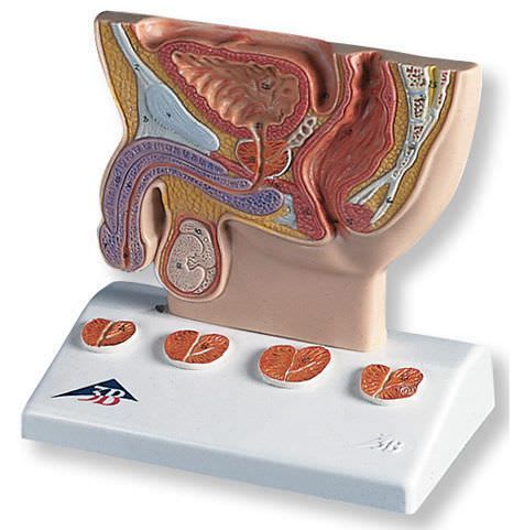 Prostate anatomical model K41 3B Scientific