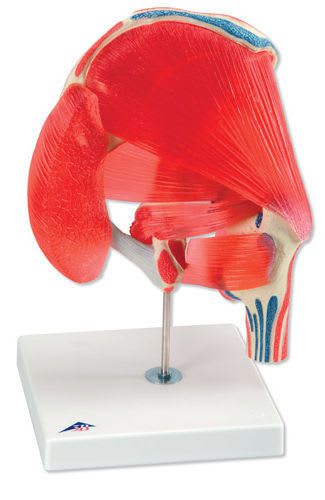 Joints anatomical model / hip A881 3B Scientific