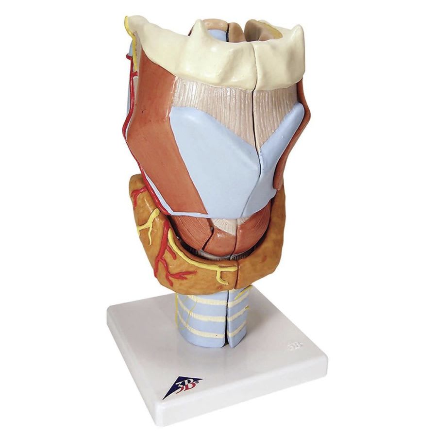 Larynx anatomical model G21 3B Scientific