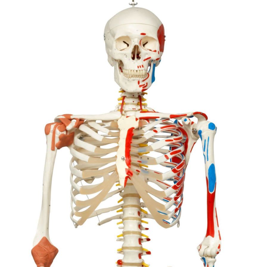 Skeleton anatomical model / articulated Sam A13/1 3B Scientific