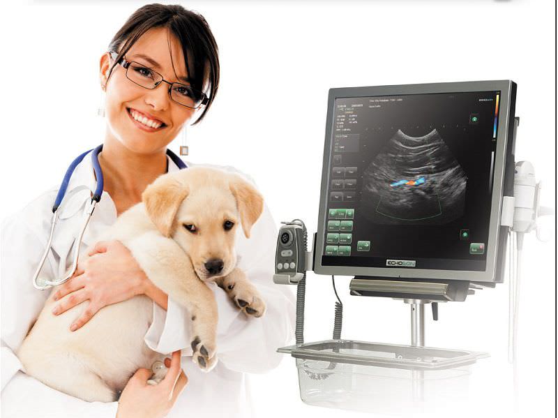 Veterinary ultrasound system / on platform ALBIT Echo-Son