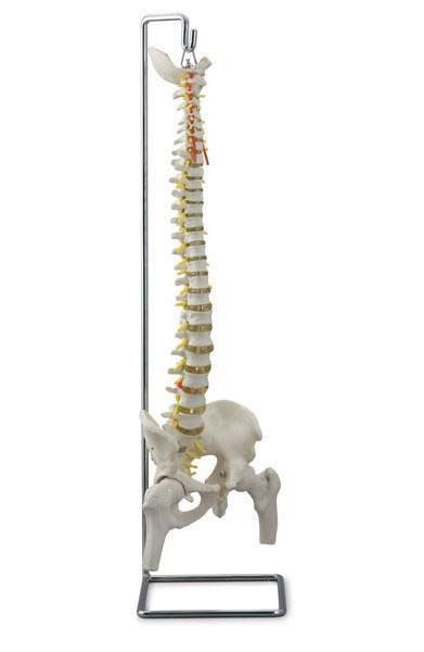 Vetebral column anatomical model / flexible / with removable pelvis 6041.07 Altay Scientific