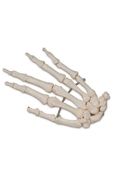 Skeleton anatomical model 6041.20 Altay Scientific