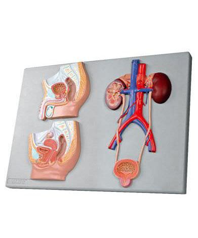 Urinary system anatomical model 6140.01 Altay Scientific
