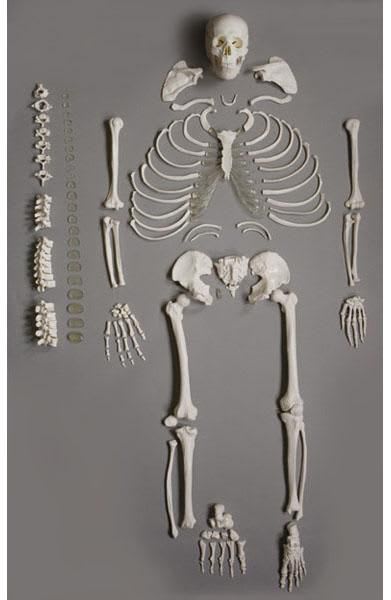 Skeleton anatomical model / disarticulated 6042.04 Altay Scientific