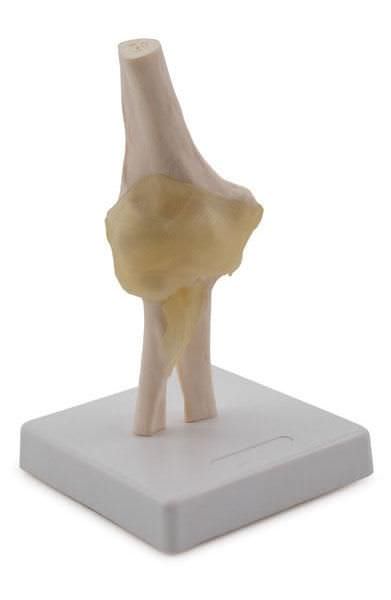 Elbow anatomical model / joints 6042.30 Altay Scientific