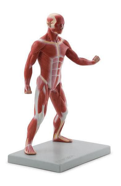 Muscular anatomical model / miniature 6000.58 Altay Scientific