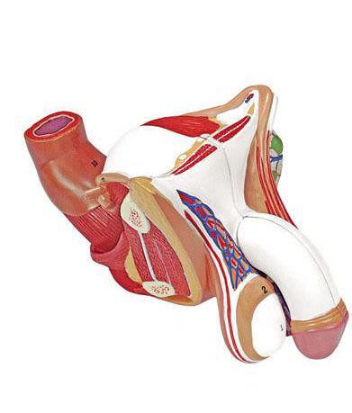 Male genital organ anatomical model 6180.14 Altay Scientific