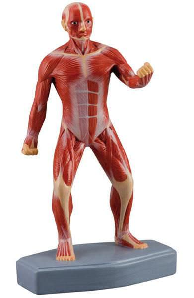 Muscular anatomical model / miniature 6000.57 Altay Scientific